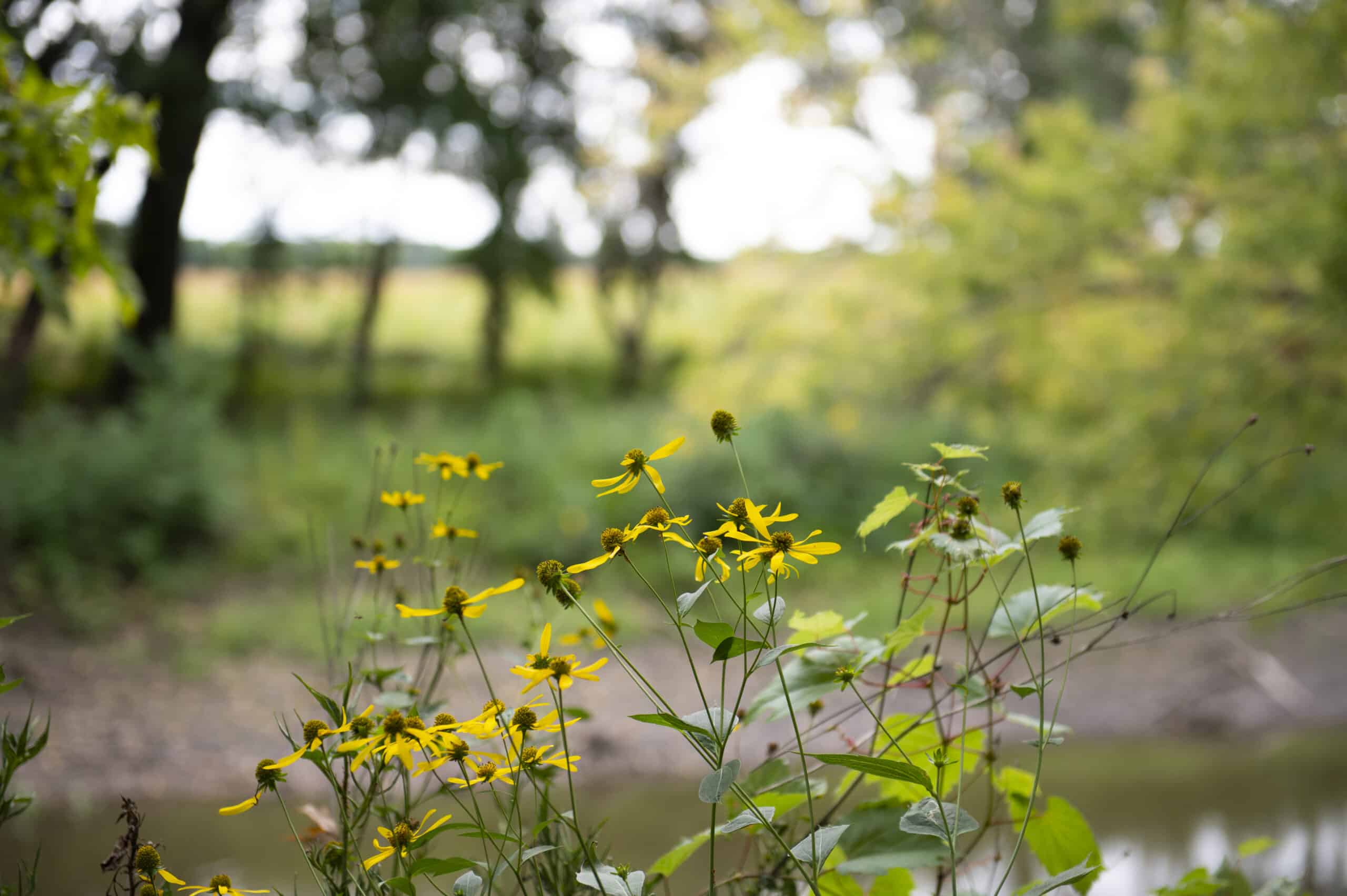 yellow cutleaf coneflowers