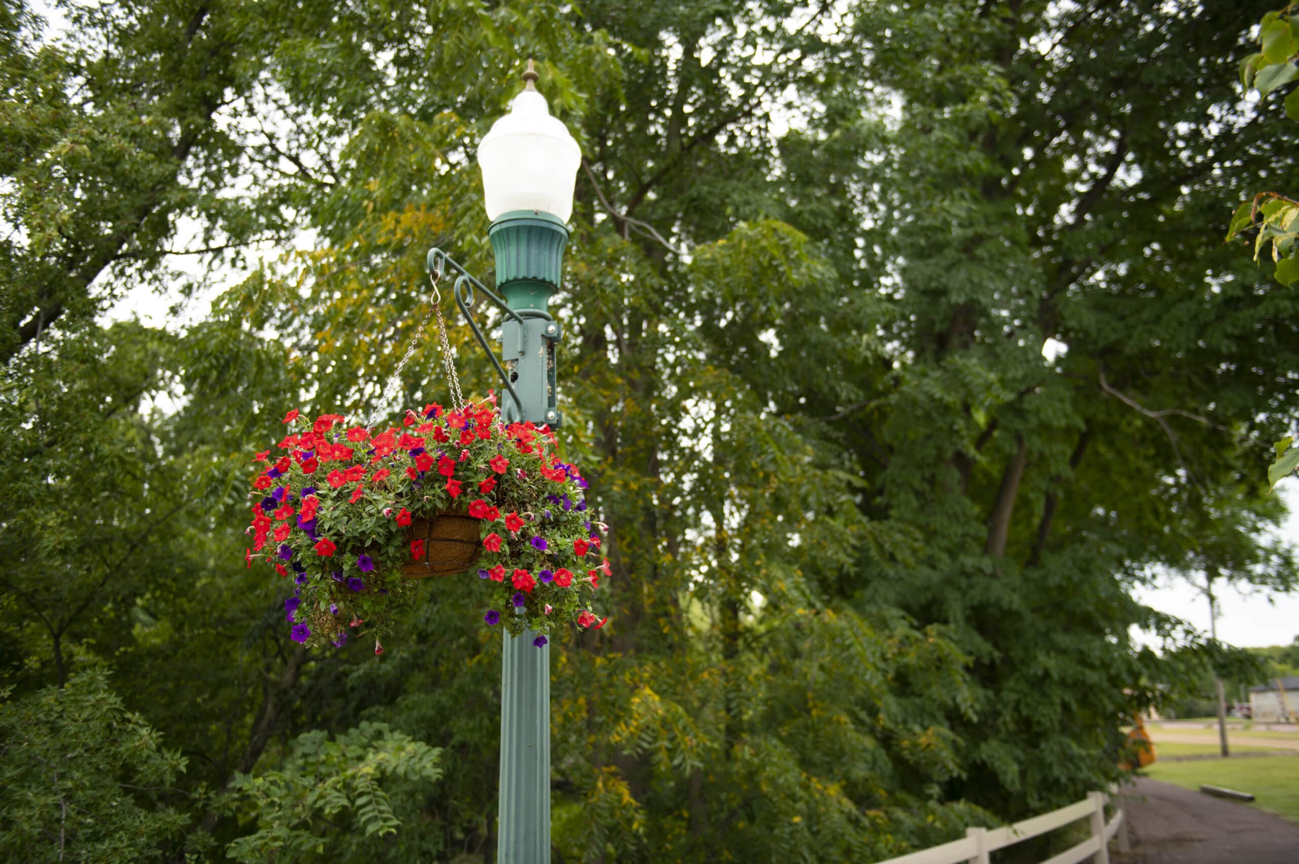 flower basket haning from street light
