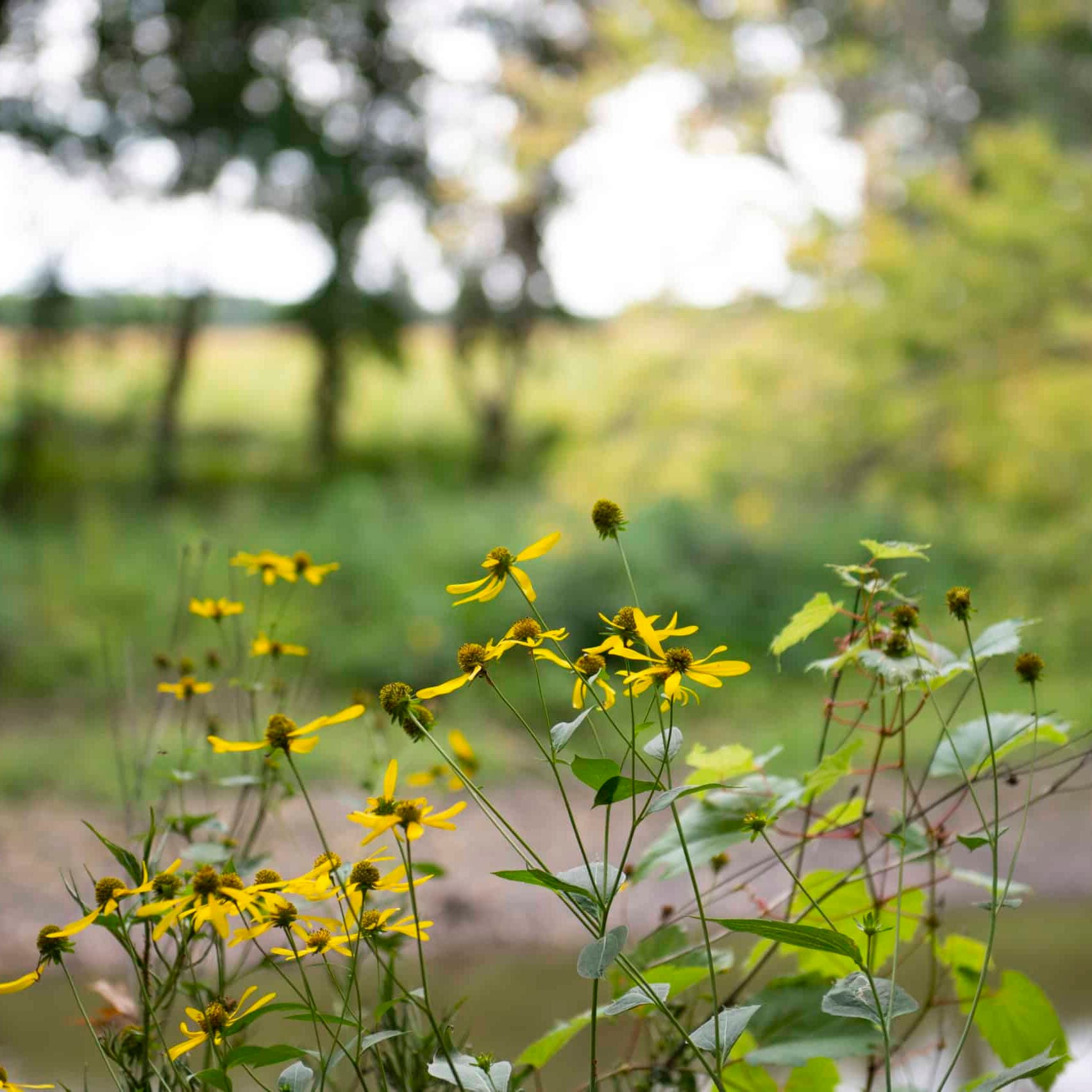 yellow cutleaf coneflowers