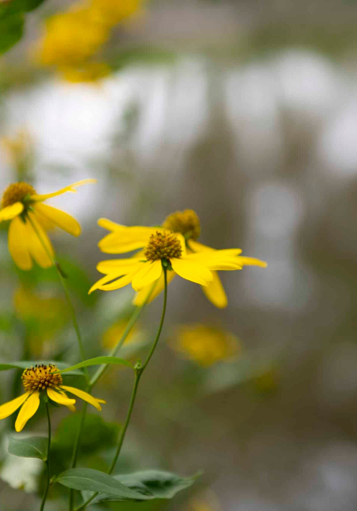 yellow cutleaf coneflowers