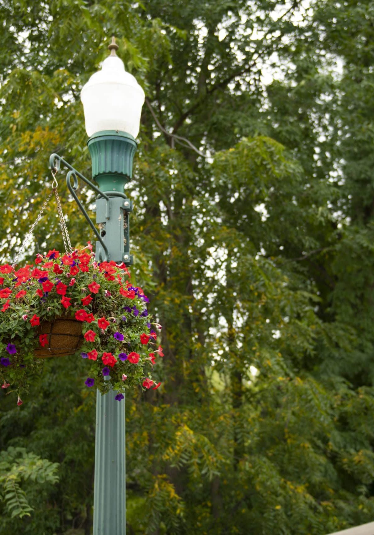 flower basket haning from street light
