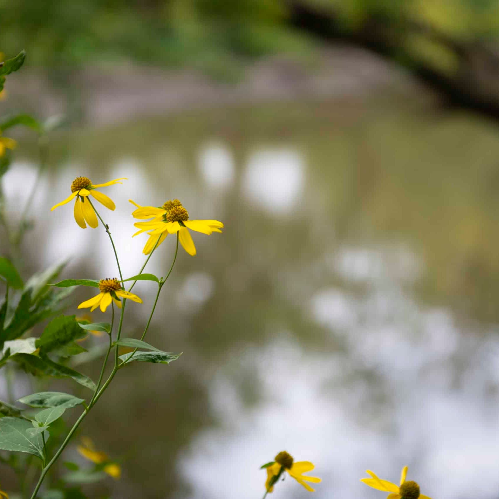 yellow cutleaf coneflowers